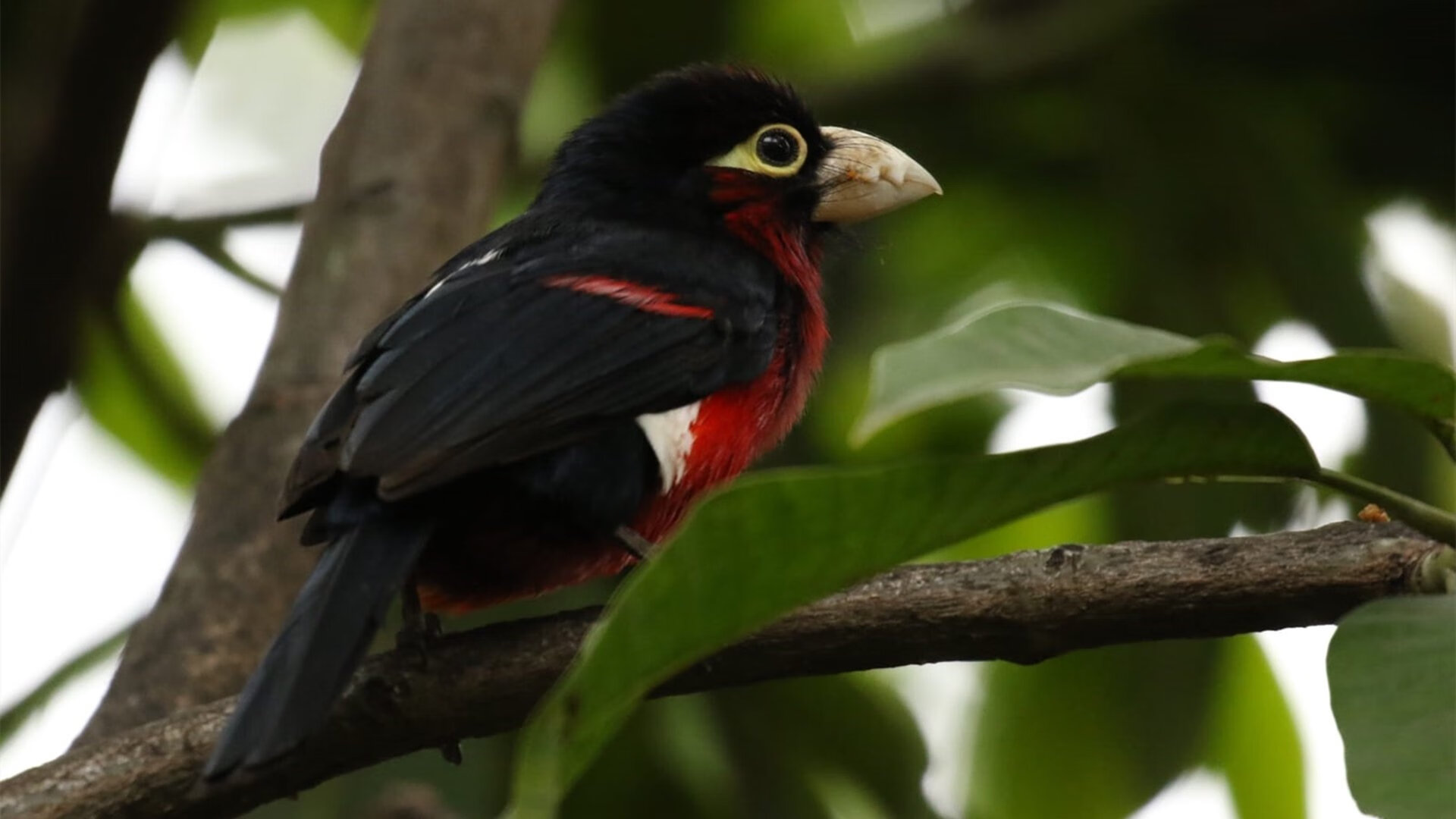 铁闸显威！德国战车黯然失色，巴斯托尼如何用教科书级防守主宰德爱大战？