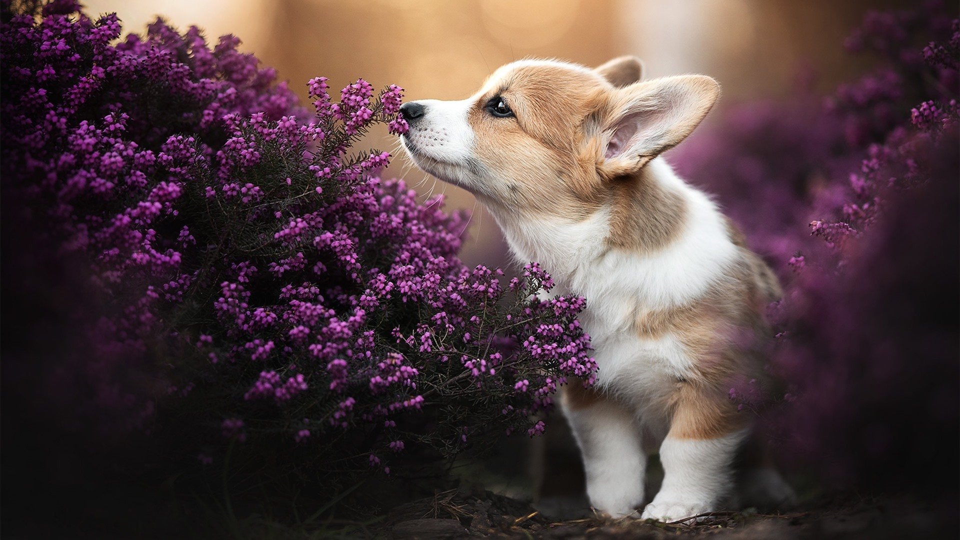莫德里奇宝刀未老，墨西哥破阵晋级，一场技术、意志与未来的较量