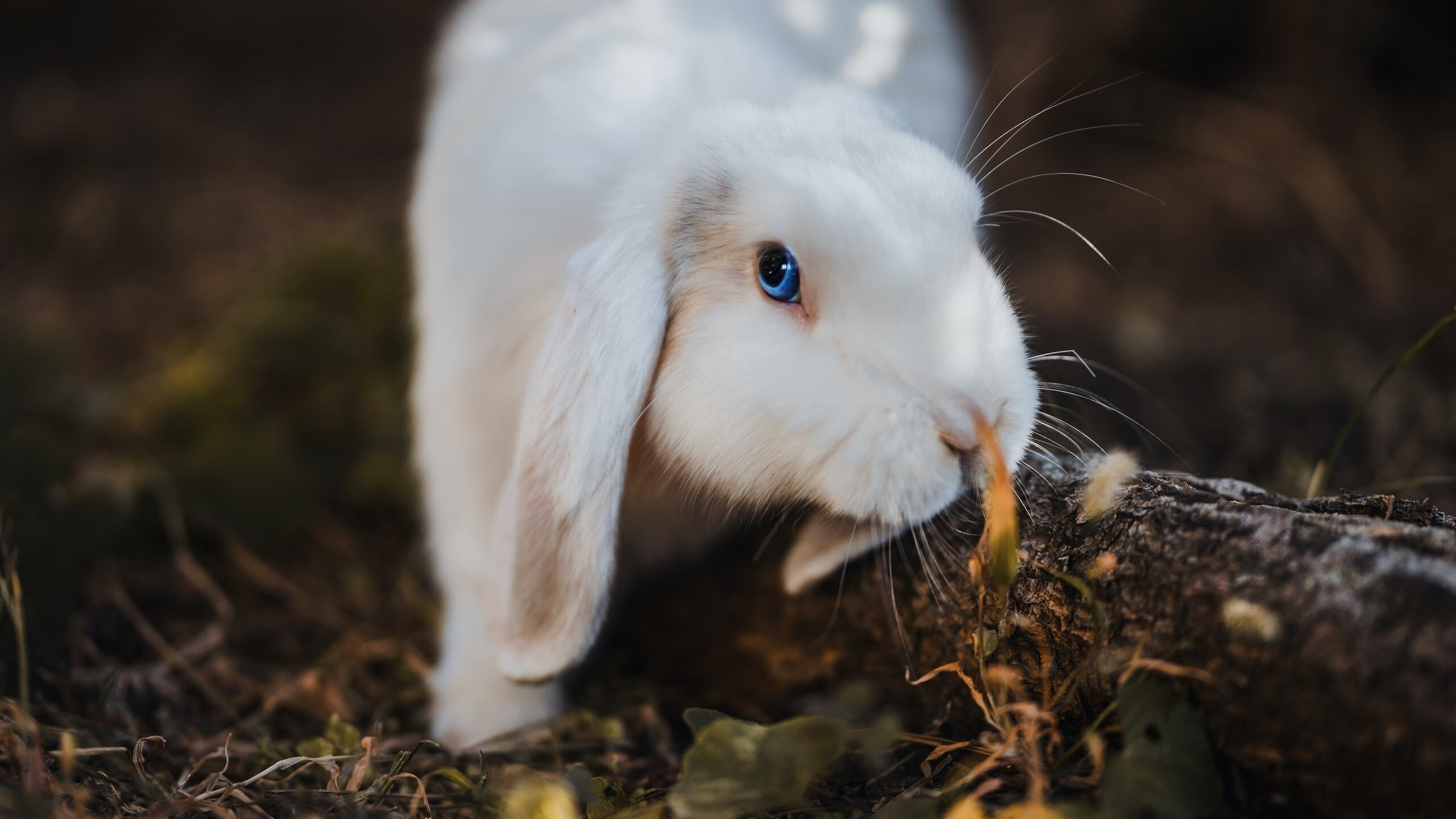 冰与火，当芬兰的冷冽统治遇见维尼修斯的热血燃烧